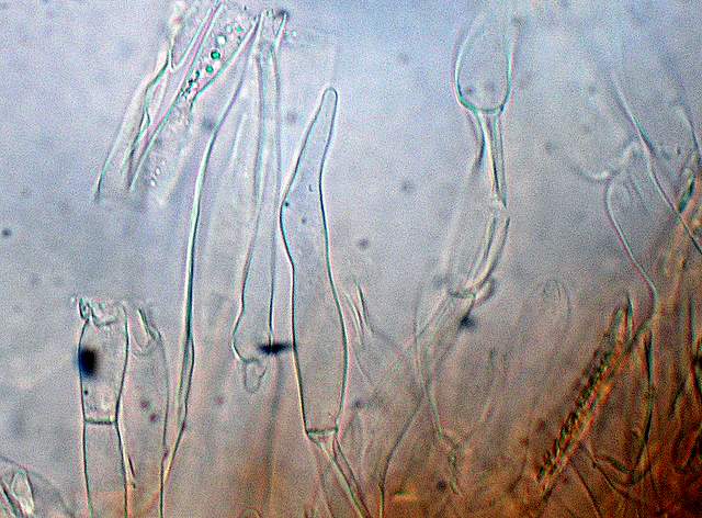 Cortinarius spec. Cod.:2392-7